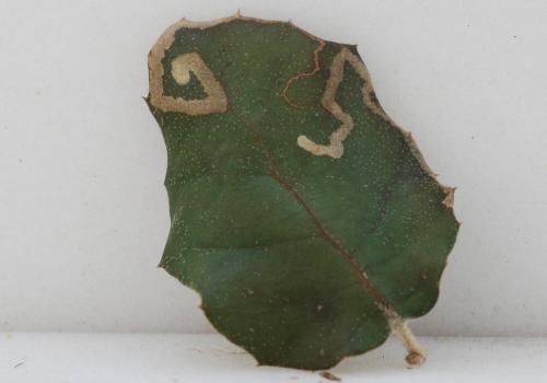 Stigmella suberivora